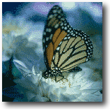 butterfly.gif